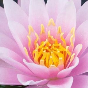 Meet your Posher, Liliya